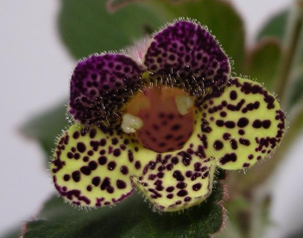 [����]����̦��������