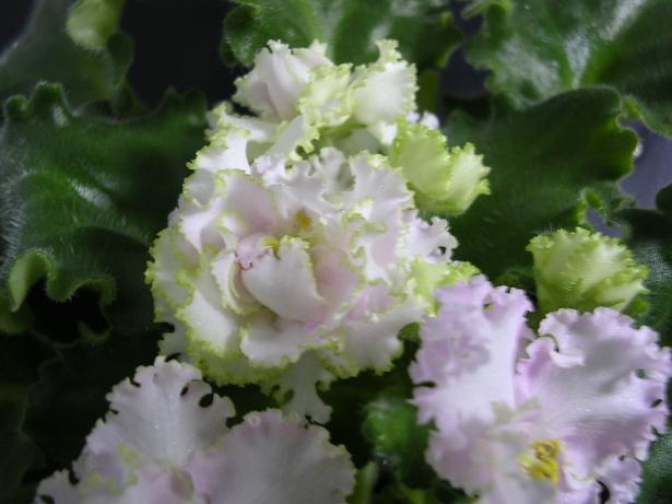 [��ˮ]��������ˮ��