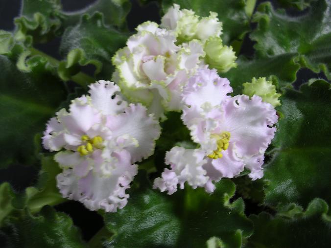 [��ˮ]��������ˮ��