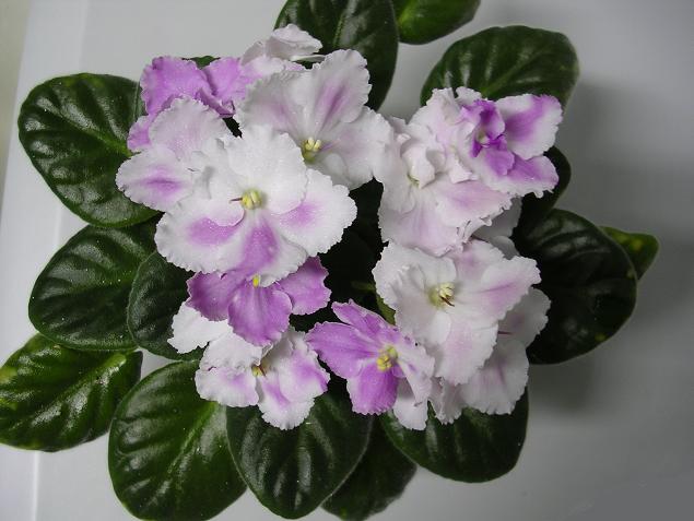 [��ˮ]��������ˮ��