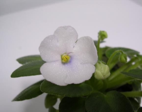 [��ˮ]��������ˮ��