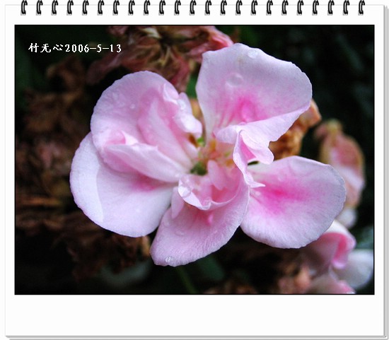 ���������ÿ���