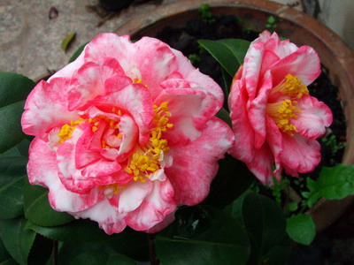 �ҼҵĻ��������軨ƪ