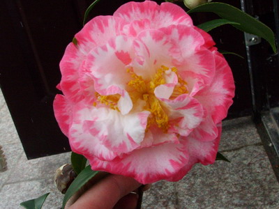 �ҼҵĻ��������軨ƪ