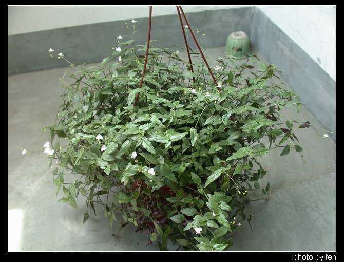 ͸����С����˭֪����ɶ���֣���1��ң�