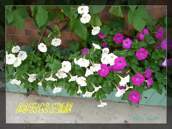 ѫ�¾տ��˺���������21��õ������P4