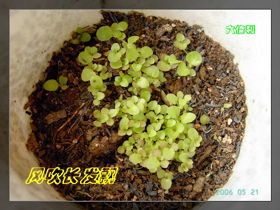 ѫ�¾տ��˺���������21��õ������P4