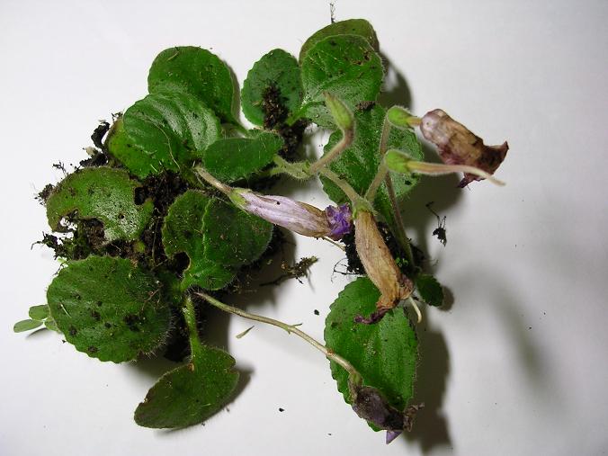 [����]����̦��������