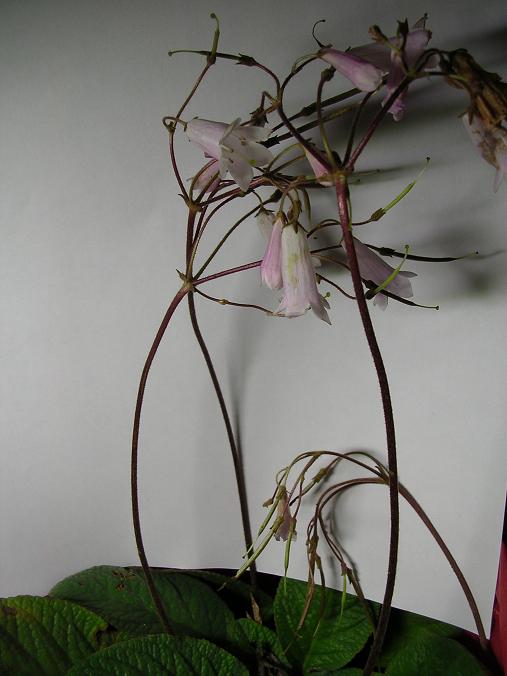 [����]����̦��������