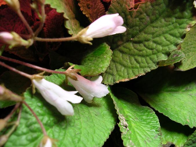 [����]����̦��������