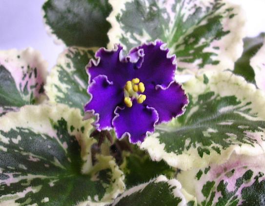 [��ˮ]��������ˮ��