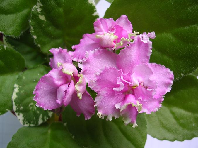 [��ˮ]��������ˮ��