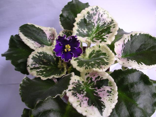 [��ˮ]��������ˮ��