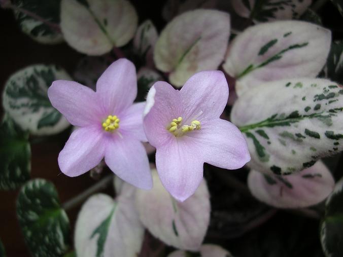 [��ˮ]��������ˮ��