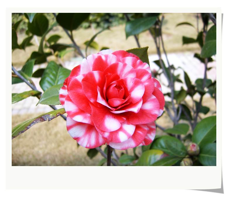 С˧��Ĵ�Ů��