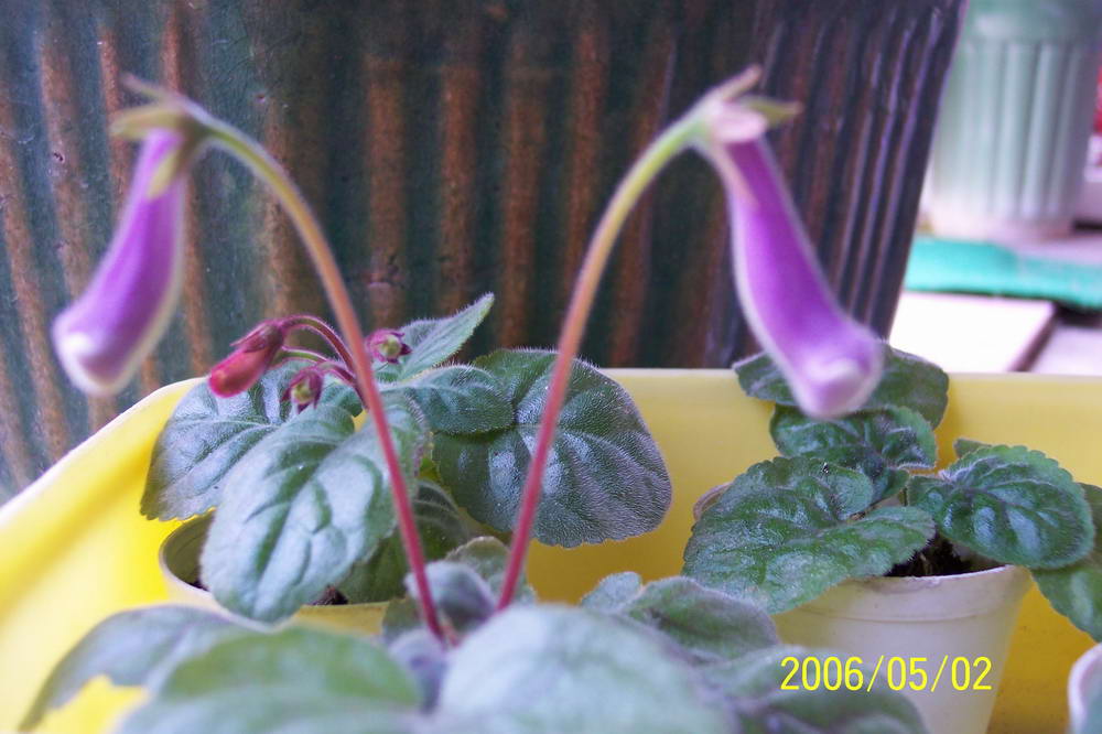 ����ͩ��С��ͩ��˫��Ƥ��