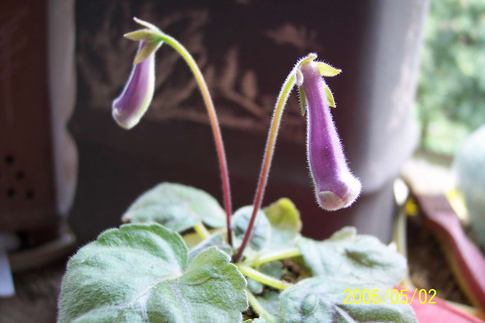 ����ͩ��С��ͩ��˫��Ƥ��