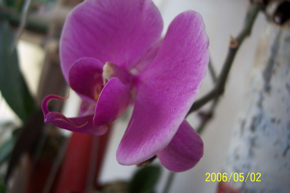 ����ͩ��С��ͩ��˫��Ƥ��