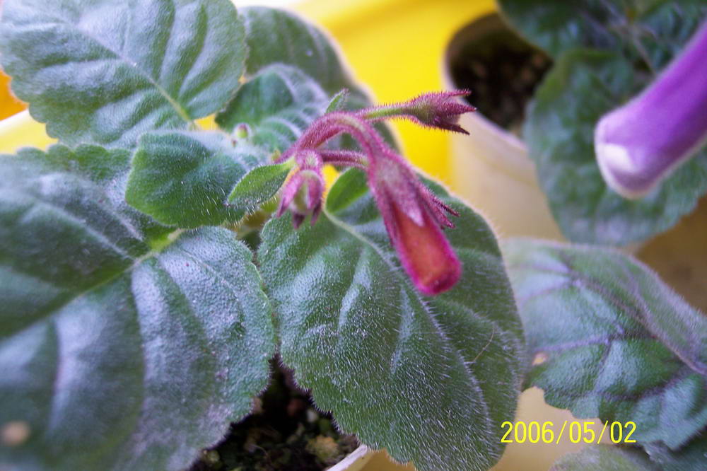 ����ͩ��С��ͩ��˫��Ƥ��