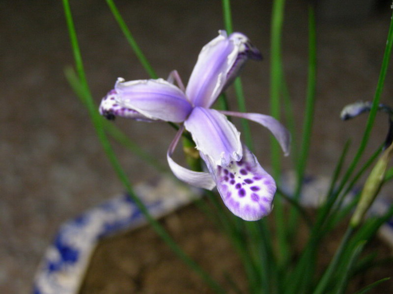 ������̨�ϵ�Ҷ�ӻ�������÷��