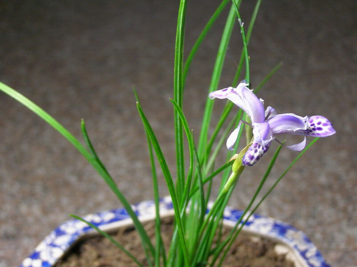 ������̨�ϵ�Ҷ�ӻ�������÷��