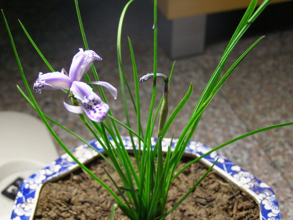 ������̨�ϵ�Ҷ�ӻ�������÷��