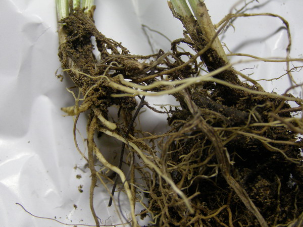 ������̨�ϵ�Ҷ�ӻ�������÷��