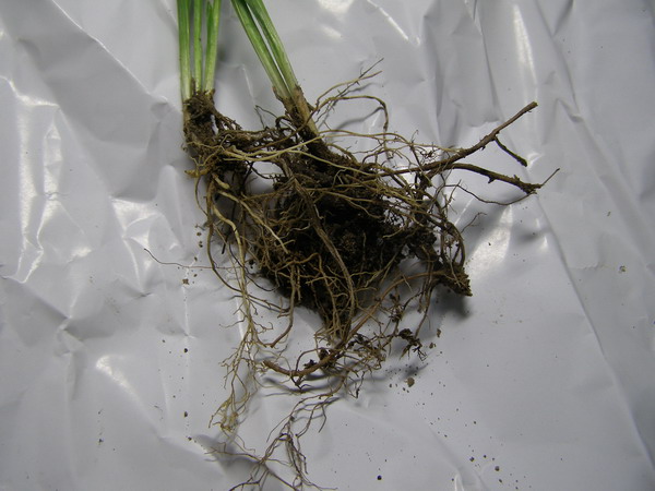 ������̨�ϵ�Ҷ�ӻ�������÷��