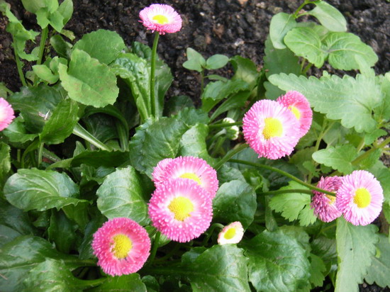 ���������Ļ��롭�� *-*����Ļ�԰*-*