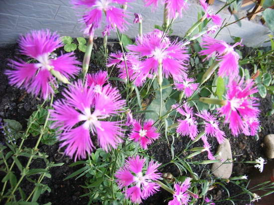 ���������Ļ��롭�� *-*����Ļ�԰*-*