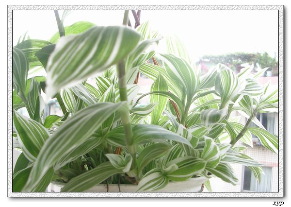 Ҳ���Ҳ�����