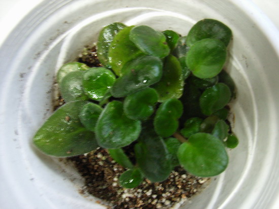 ��ҶǤ�壬��ʵ���û��ô����