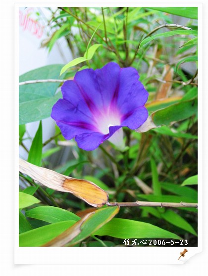 ���쿪�˵�һ��ǣţ