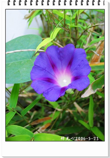 ���쿪�˵�һ��ǣţ