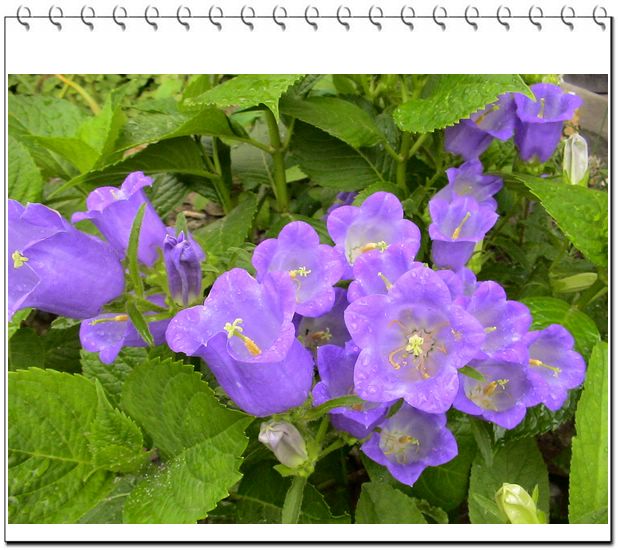 ����һ��ſϿ��Ļ�