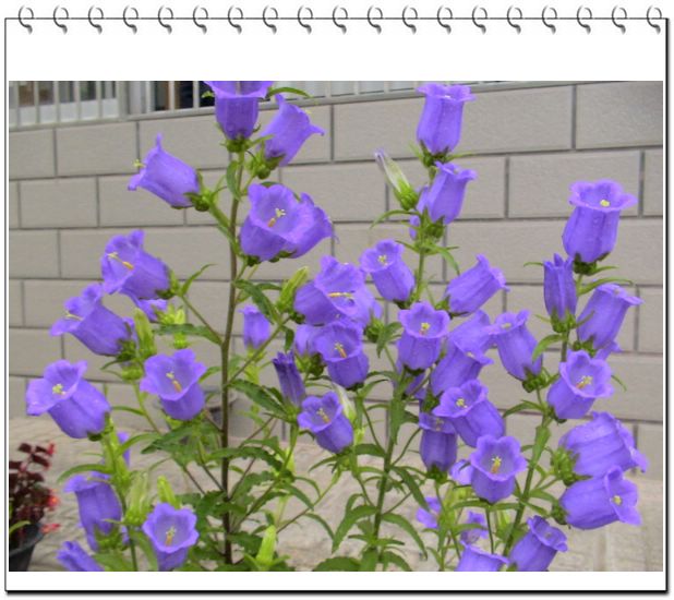 ����һ��ſϿ��Ļ�