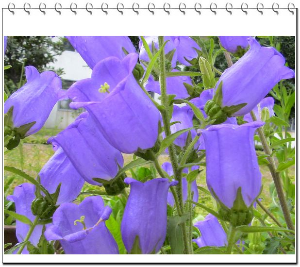 ����һ��ſϿ��Ļ�