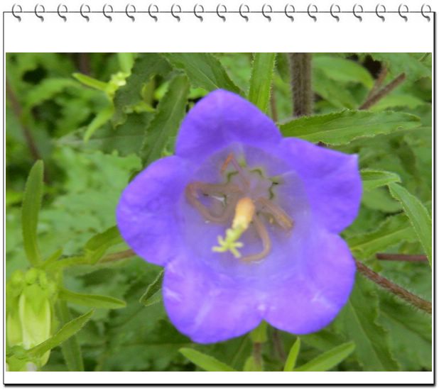 ����һ��ſϿ��Ļ�