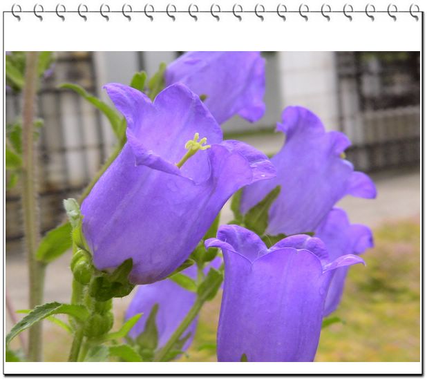 ����һ��ſϿ��Ļ�