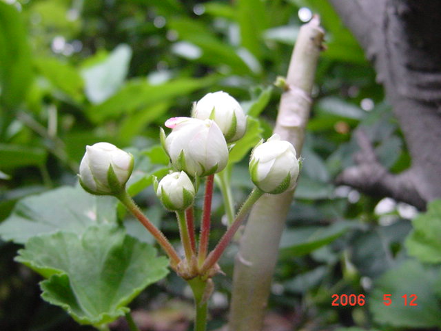 ����СԺ����P12 ���ٺ�����