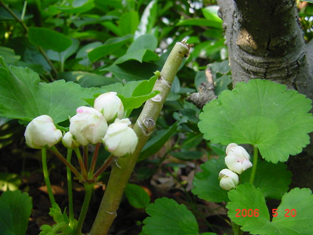 ����СԺ����P12 ���ٺ�����