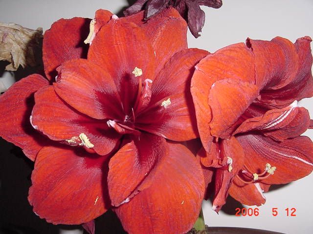 ����СԺ����P12 ���ٺ�����