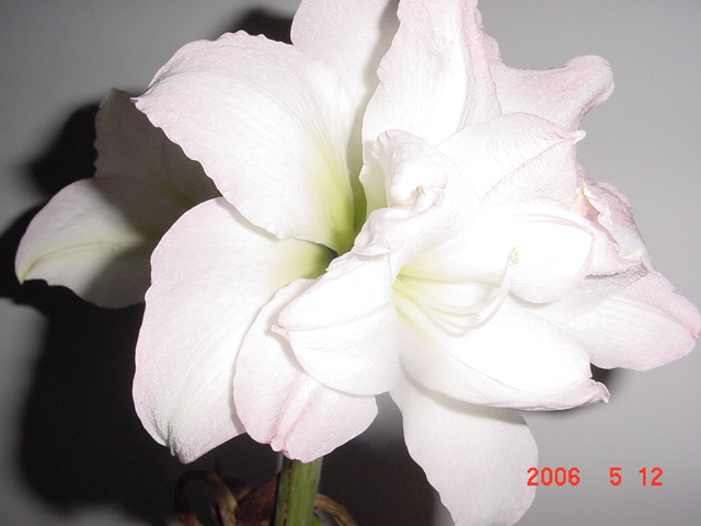 ����СԺ����P12 ���ٺ�����