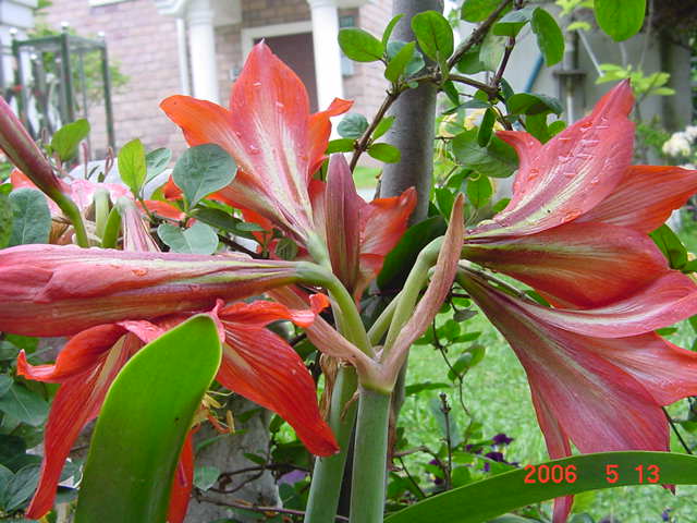 ����СԺ����P12 ���ٺ�����