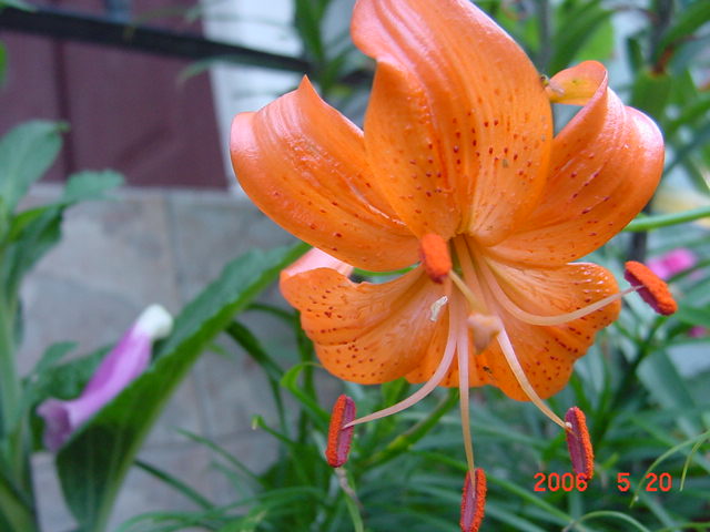 ����СԺ����P12 ���ٺ�����