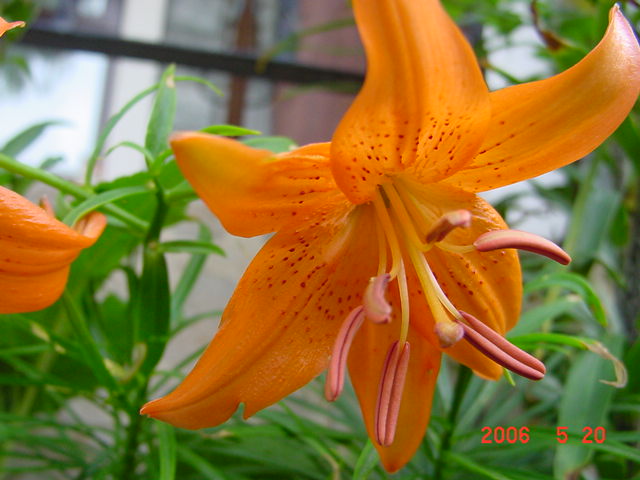 ����СԺ����P12 ���ٺ�����