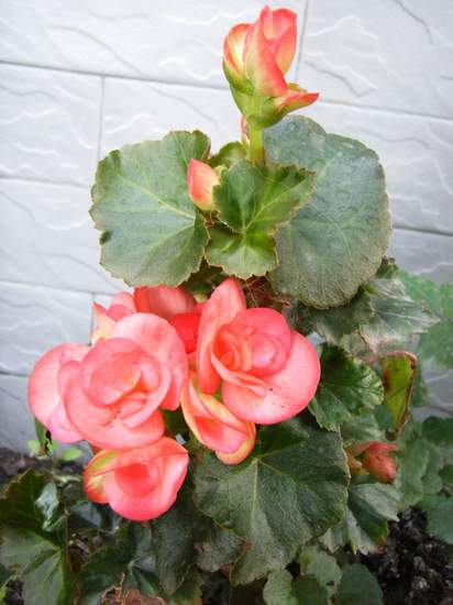 ������Ӣ P7 ����   *-*����Ļ�԰*-*