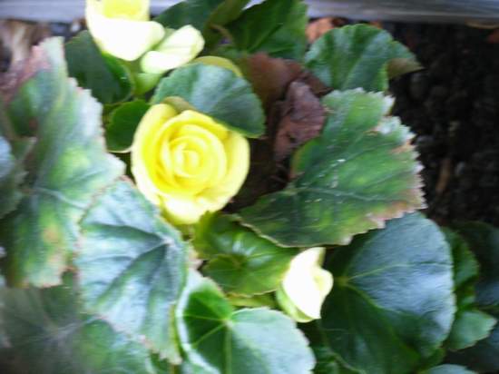 ������Ӣ P7 ����   *-*����Ļ�԰*-*