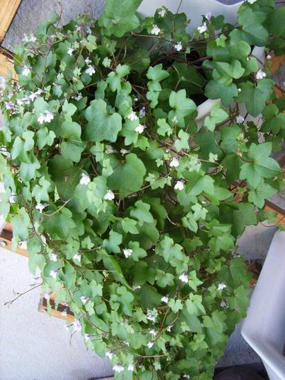 ������Ӣ P7 ����   *-*����Ļ�԰*-*