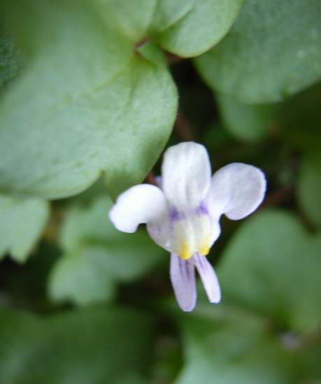 ������Ӣ P7 ����   *-*����Ļ�԰*-*